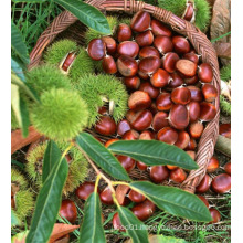 2015 New Crop High Quality Fresh Chestnut